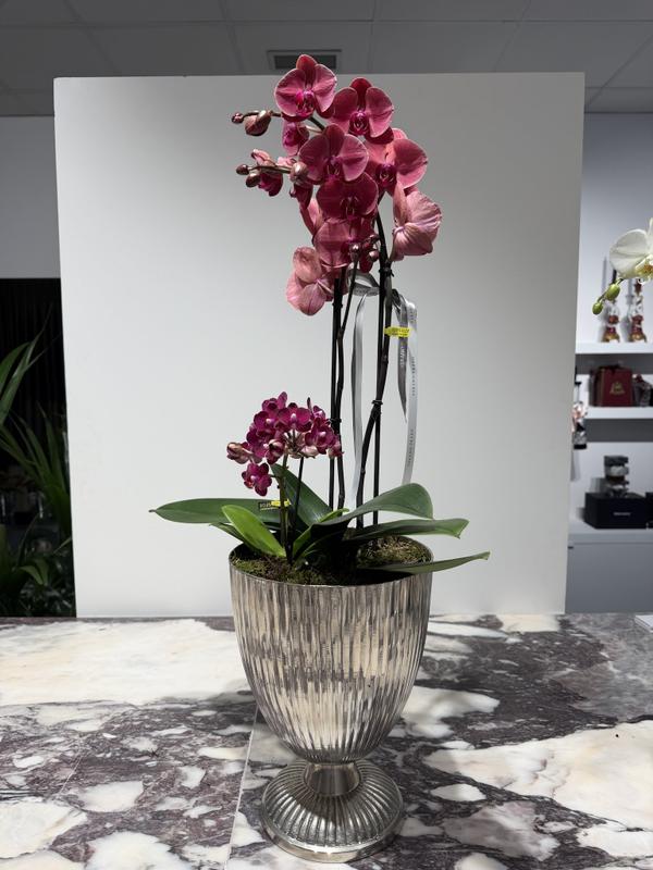 Orquídea premium con maceta 