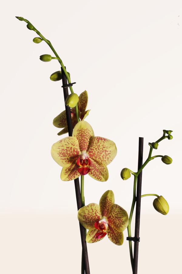 Orquídeas de centro de mesa - Rojas