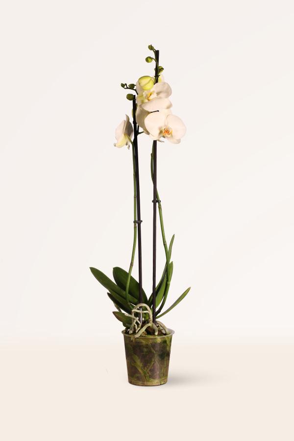Una Orquídea