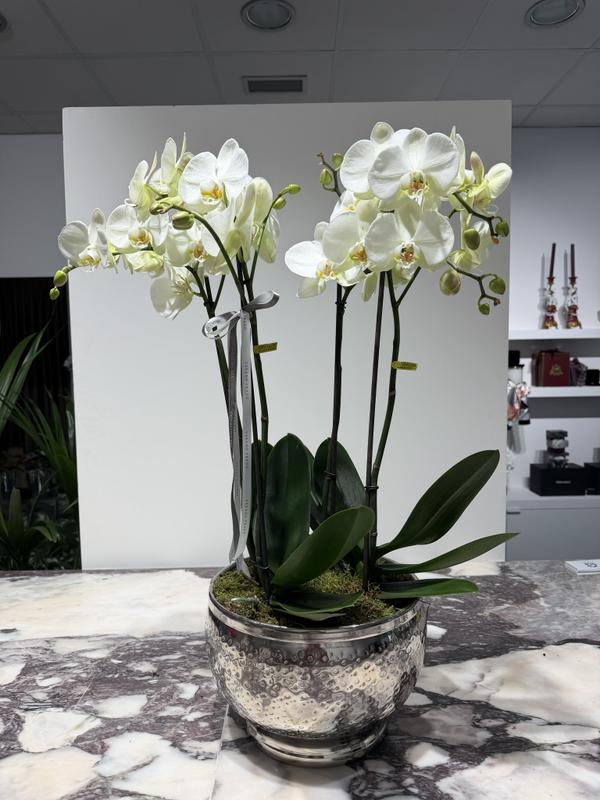 Orquídea premium maceta  2