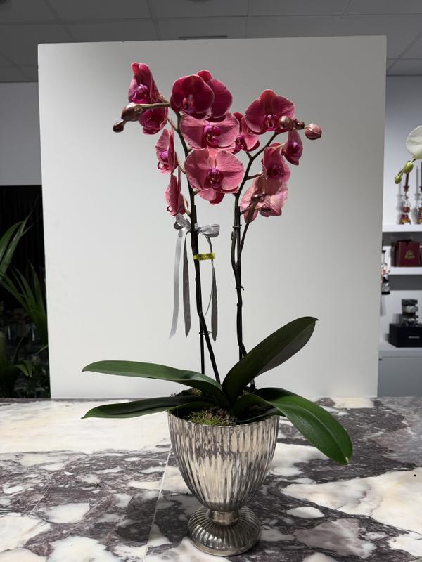 Una Orquídea premium 
