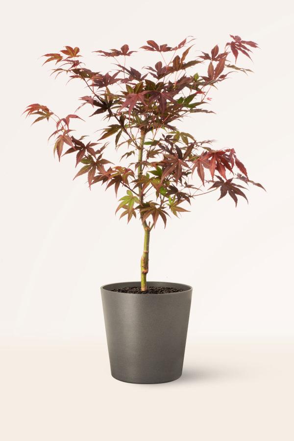 Arce Japonés Rojo 2.20m