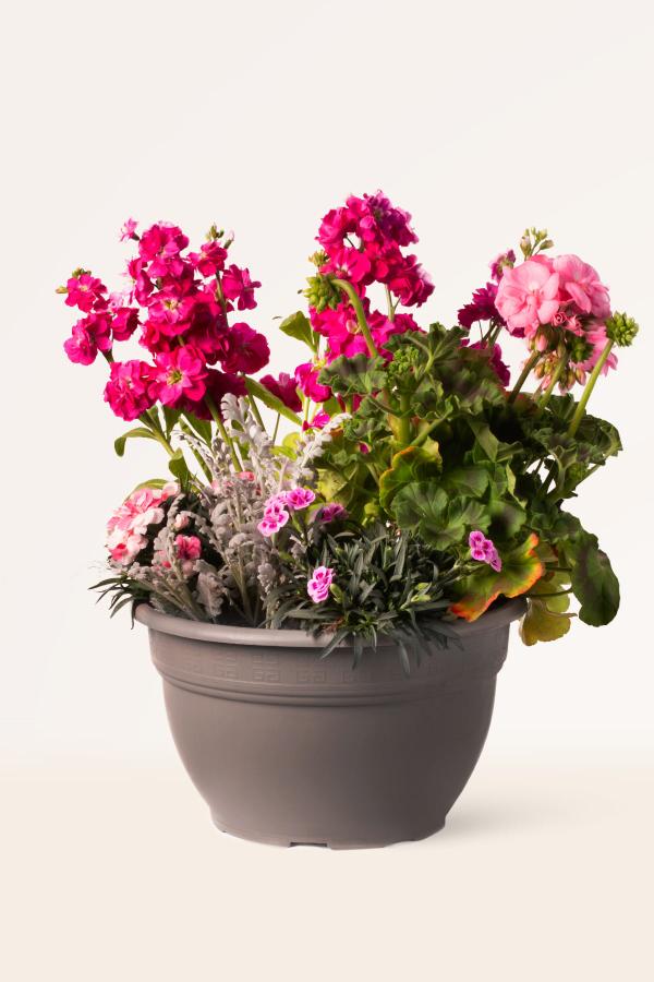 Spring Joy