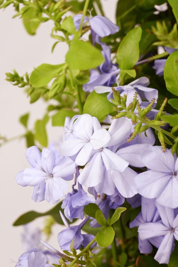 Jazmín Azul Plumbago