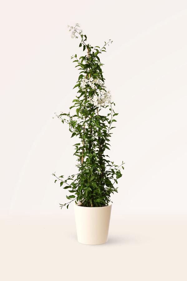 Jazmín Solanum
