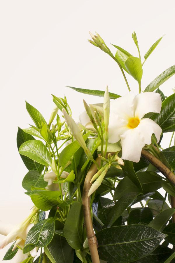 Dipladenia Blanca