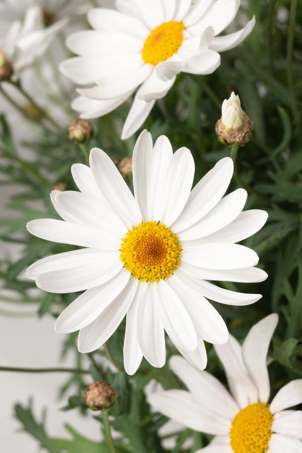 Margarita Blanca