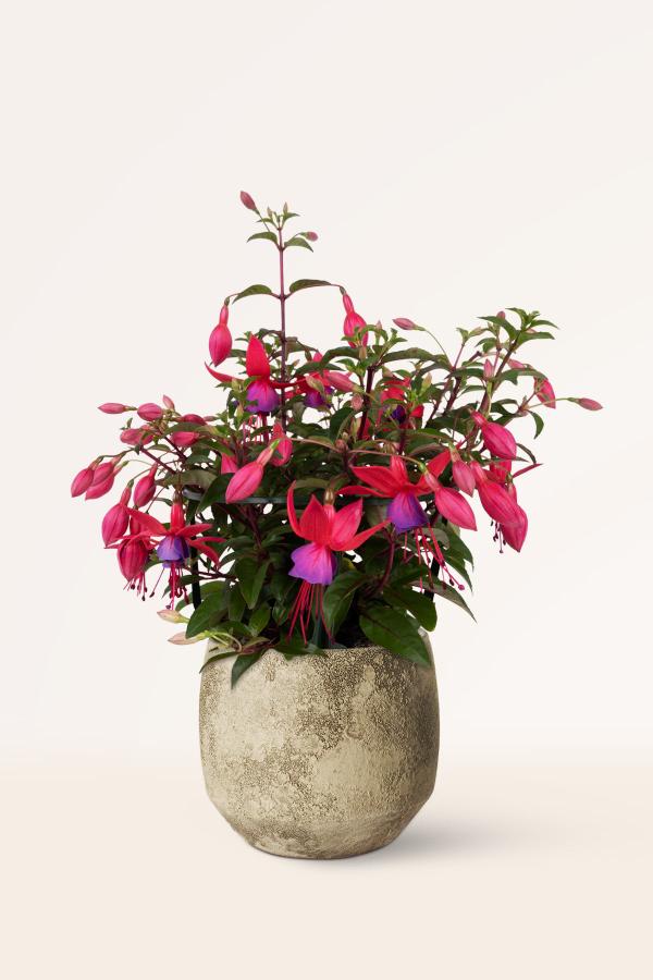 Fucsias